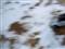 Trail i sne 2